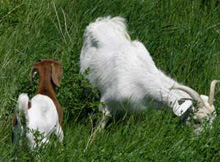natural goats