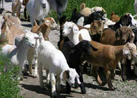natural goats