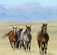 Hancock horses